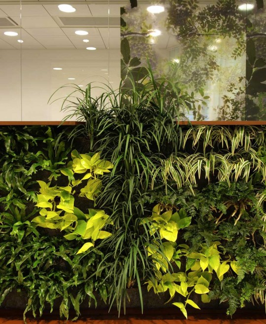 Plants Wall Office Decoration Ideas