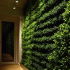 Go Green with Green Wall for Home