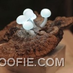 Awesome White Mushrooms Lamp Design